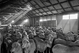 Steam Plains Shearing 022493  © Claire Parks Photography 